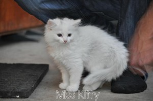 miss kitty